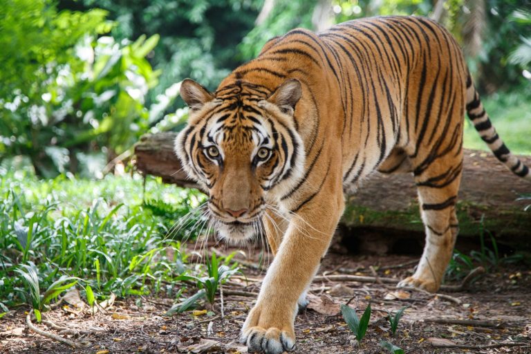 Tigers in Focus: Celebrating International Tiger Day